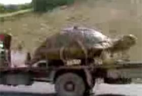 İran'da 4.5 Tonluk Dev Kaplumbağa (VİDEO)