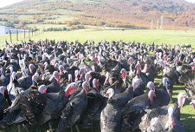Kuş Gribinin Daha Ölümcülü Çıktı