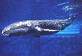 ABD, Japonya'nın Balina Avlamamasını İstedi