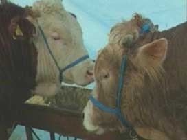 Hormonlu 'Kurbanlık' Nasıl Anlaşılır?