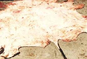 Bilinçsiz kesim ve yanlış muhafazadan kaçının