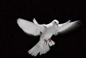 Kuş Pisliğine Bastı 6 Milyon Dolar Aldı