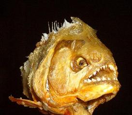 Türkiye'deki Piranha Cematini Duydunuz muydu?